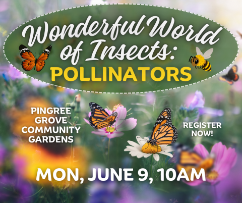 Wonderful World of Insects 